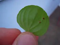 DSCN3146.webp