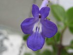 Streptocarpus blau.JPG