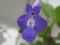 27616.webp