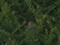 Vogeljunges.webp
