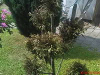 DSC00363.webp