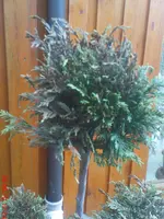 DSC00362.webp