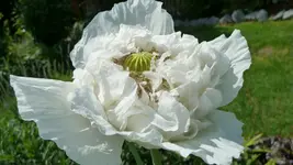 Gefüllter Mohn 003.webp