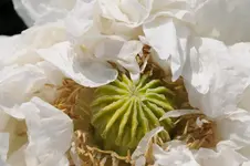 Garten Juni 2010 - Blüten 14.webp