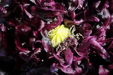 Garten Juni 2010 - Blüten 10.webp