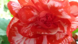 Gefüllter Mohn 021.webp