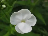 27629.webp