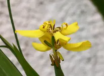 unbekannte Orchidee.webp