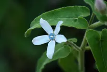 Tweedia caerulea.webp