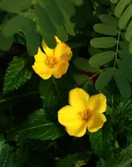 Reinwardtia indica.webp