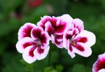 Pelargonie.JPG