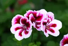 Pelargonie.webp