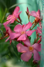 Oleander.webp