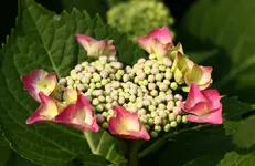 Hortensie.webp