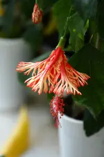 Hibiskus schizopetalus.webp