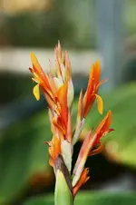 Canna Heinrich Seidel.webp