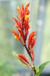 Canna Cardinal.JPG