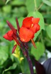 Canna black wonder.JPG