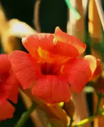 Campsis.webp