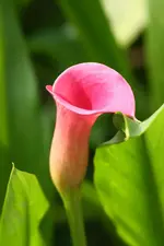 Calla.webp
