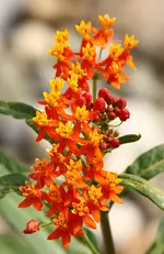 Asclepias currasavica.webp
