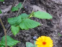 900_Hasel I.webp