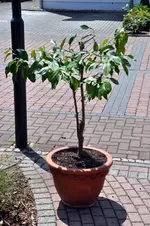 schwiegermuttersopfer4.webp