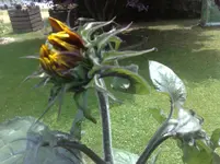 30062010803.webp