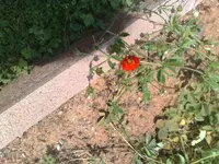 30062010807.webp