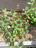 30062010802.webp