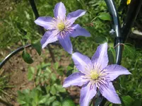 003.webp