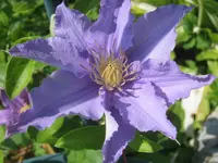009.webp