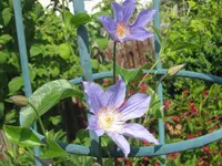 018.webp