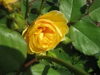 004.webp