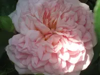 011.webp