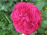 027.webp