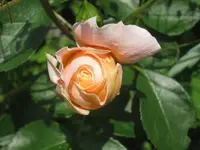 040.webp