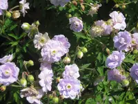 014.webp
