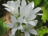 035.webp