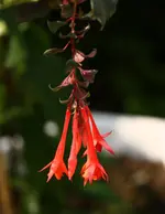 Fuchsia Koralle.webp