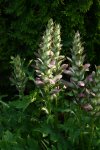 Acanthus.JPG