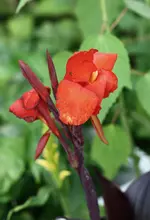 Canna black wonder.webp