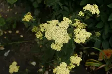 DSC03270.webp