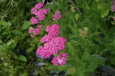 DSC03273.webp