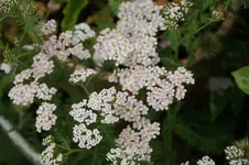 DSC03274.webp