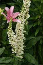 DSC03269.webp