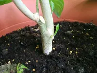 DSCF3638.webp