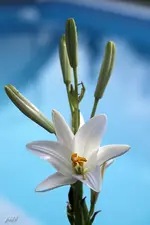 blog_9520 Madonna.webp
