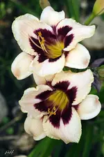 blog_9542-moonlite-masquerade.webp