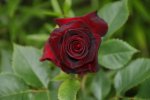 Black Baccara Edelrose Meilland.jpg